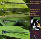 Coenagrion pulchellum, Weibchen, Farbvariabilität