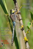 Anax parthenope, androchromes Weibchen