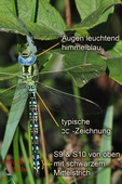 Aeshna viridis, Männchen