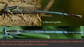 Platycnemis pennipes, Blaue Federlibelle, Maennchen