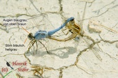 Zierlicher Blaupfeil, Orthetrum taeniolatum, Paarungsrad