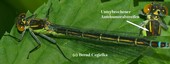Erythromma najas GroÃŸe Granatauge Weibchen