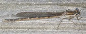 Sympecma fusca, Gemeine Winterlibelle, Weibchen
