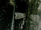 Eremodrina gilva am Originalfundort durch die Scheibe fotografiert