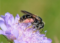 Andrena hattorfiana